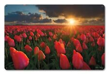 FIELD OF TULIPS FLOWERS CLOUDS SUN SETS 18