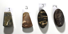 Coral Fossil Agate Ancient Seabed Mountains North Carolina Polished 4 Choices picture