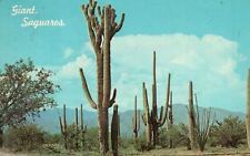 Vintage Postcard 1967 Desert Giant Saguaros Big Cactus Arizona AZ picture