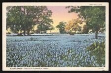 Vintage Postcard - Bluebonnets - State Flower of Texas picture