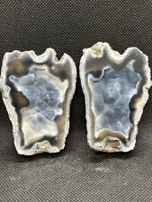 POLISHED AGATIZED  CORAL FROM TAMPA BAY FLORIDA picture