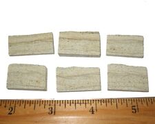 Precambrian Vendian algal mat stromatolite bacteria fossil slice 1 per bid picture