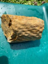 Stigmaria  Plant Fossil from Laurel Co Kentucky picture