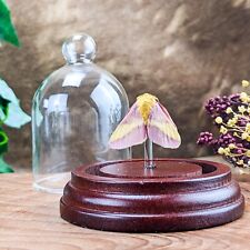 X47S Rosy Maple Moth Entomology Taxidermy Curiosities Oddities Glass Dome dsply picture