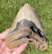 Fossil Megalodon Sharks Tooth HUGE 4.6” Meg Meglodon Miocene picture
