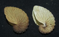 36,40 mm 2 Pcs Argonauta Hians Seashell Sea Shell Phuket Thailand Shell No Acid picture