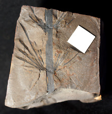 Carboniferous plant fossil plant extinct horsetail Asterophyllites longifolius picture