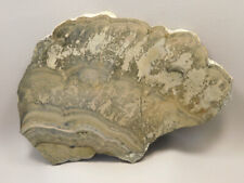 Cotham Marble Fossil 9.5 inch Polished Stone Slab Stromatolite Rock #O100 picture