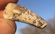 ☘️RR⛏: Triassic Phytosaur Tooth, 1.325” Arizona picture