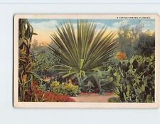 Postcard A Cactus Garden Florida USA picture