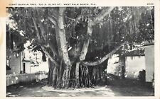 West Palm Beach Florida, Giant Banyan Tree, Vintage Postcard picture