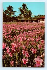 Vanda Orchids Pink Blooming Miss Jaoquim HI Postcard picture