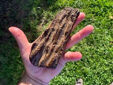 Texas Petrified Fossil Wood Highly Agatized Detailed Bark Piece Ice Age Relic picture