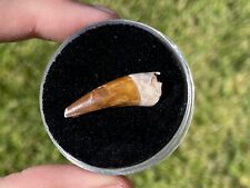 Texas Fossil Phytosaur Tooth RARE Triassic Dinosaur Tooth in Display Case picture