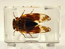 44mm Real Cicada in Clear Lucite Resin Science Education Collection Specimen picture