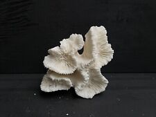 Natural Real Hammer Coral White Reef Aquarium Decor Coral Home Decoration B9 picture