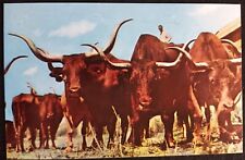 Texas Longhorn Cattle Herd Gene Autrey Everatt Rodeo  Postcard A29 picture