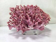 NN10 Vintage Large A All Natural Very Super Rare Pink Coral Intact and Beautiful picture