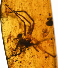 RARE Huge Lycosidae (Wolf Spider), Fossil inclusion in Burmese Amber picture