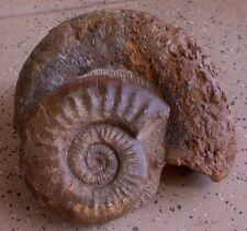 HUGE 12+ POUND MUSEUM SIZE QUALITY AMMONITE FOSSIL MOROCCO 8 1/2 INCHES WIDE picture