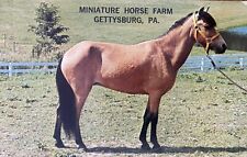 Gettysburg PA-Pennsylvania, Miniature Falabella Horse Farm Postcard “Buckey” picture