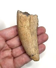Large 3.59” Tyrannosaurus rex Tooth - Lance Formation, Wyoming picture