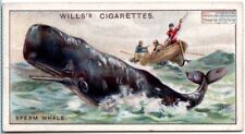 Sperm Whale c90 Y/O Trade Ad Card picture