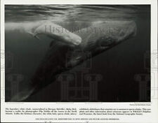 Press Photo White Baby Sperm Whale, Mother off Azores in North Atlantic Ocean picture
