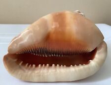 ❤️🐚Natural Big Vibrant Sea Shell Snail Wanbao Conch Decoration 🎁 picture
