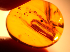 GIANT Air Bubble with Winged Termite in Dominican Amber Fossil Gem picture