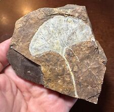 Rare fossil Ginkgo cranei leaf Paleocene North Dakota #3 picture