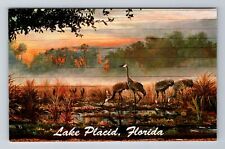 Lake Placid FL-Florida, Sand Hill Cranes By Thomas Brooks, Vintage Postcard picture