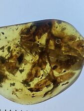 Fertile Cretacifilix Fern Unique Fossil, in Genuine Burmite Ambers, 98myo picture