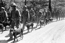WW2 WWII Photo US Marines & War Dogs on Okinawa 1945  World War Two / 1945 picture