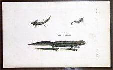1777 Thomas Tennant & Moses Griffiths Antique Print Warty Lizard British Zoology picture
