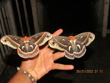 20 X Live Cecropia Moth Eggs picture