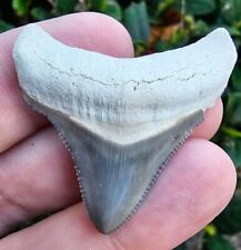 Bone Valley Megalodon Shark Tooth Fossil picture