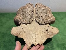 Permafrost Fossil Mineral Musk ox Skull Horn Antler Alaska  picture
