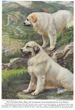 Great Pyrenees - CUSTOM MATTED - 1941 Vintage Color Dog Art Print picture