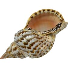 Triton Decorative Shell Large Decorative Seashell 11-12