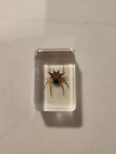 Real Spiny Spider Male Macracantha Hasselti In Rectangle Resin Collectible Bug picture