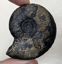Germany Fossil Ammonite Unknown Species Jurassic Dinosaur Age Fossil picture