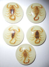 Insect Cabochon Chinese Golden Scorpion 35 mm Round Glow 10 pieces Lot picture
