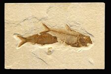 EXTINCTIONS AUCTION- VERY COOL OVERLAPPING KNIGHTIA/DIPLO FOSSIL FISH PLATE picture