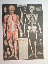 Vintage  Cram Anatomical Chart Muscular Skeletal System 1950 Italy Rare Reprint picture
