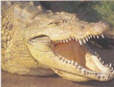 Nile Crocodile picture