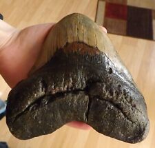 6.01 Inches Megalodon Shark Tooth Fossil Unusual Find picture