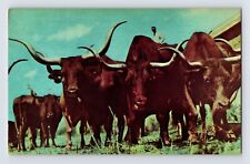 Postcard Texas Longhorn Cattle Gene Autry Rodeo Colborn 1970s Unposted Chrome picture