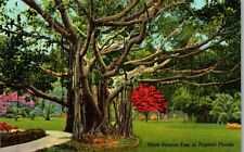 Giant Banyon Tree in  Tropical Florida Vintage Postcard AU1 picture