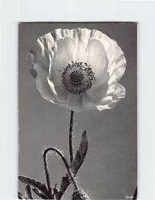 Postcard Black and White Poppy Flower picture